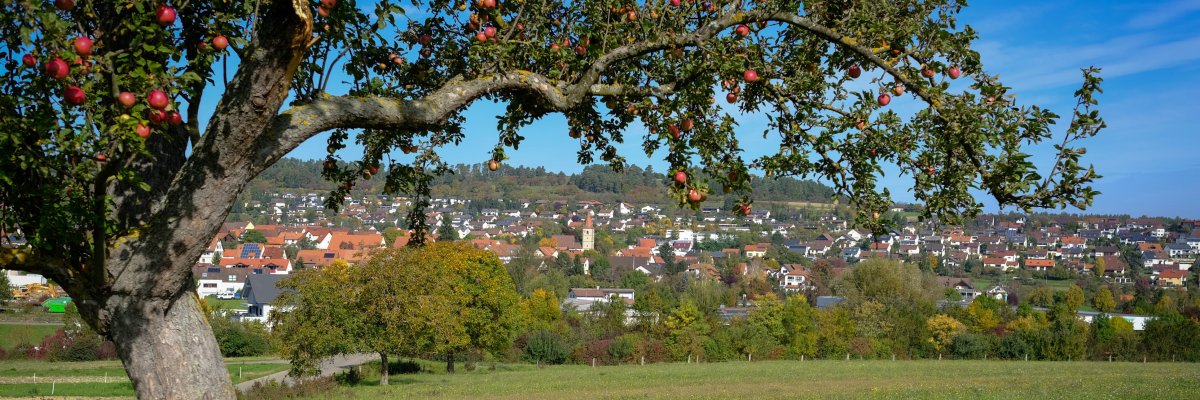 Blick auf Simmozheim mit einem Apfelbaum im Vordergrund