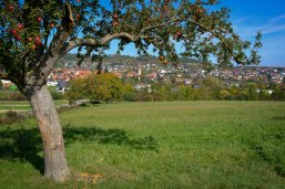 Blick auf Simmozheim mit einem Apfelbaum im Vordergrund