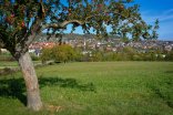 Blick auf Simmozheim mit einem Apfelbaum im Vordergrund