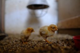 zwei gelbe Küken stehen nebeneinander unter einer Wärmelampe zwei gelbe Küken stehen nebeneinander unter einer Wärmelampe