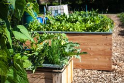 Hochbeete mit eingepflanzten Kräutern im Gemeinschaftsgarten des Obst- und Gartenbauvereins Hochbeete mit eingepflanzten Kräutern im Gemeinschaftsgarten des Obst- und Gartenbauvereins